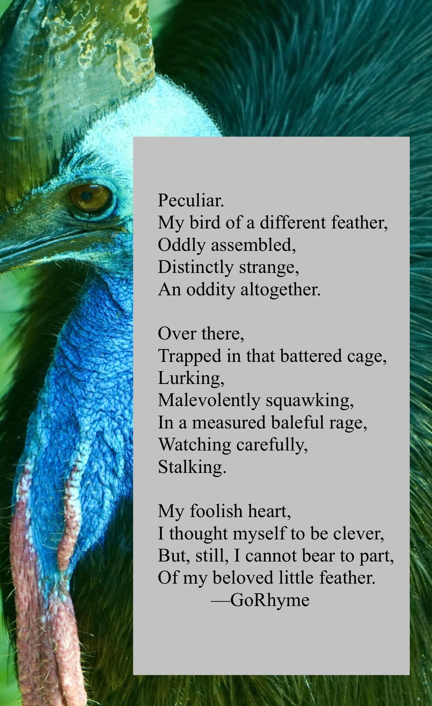 Poetry by Kelly Gray